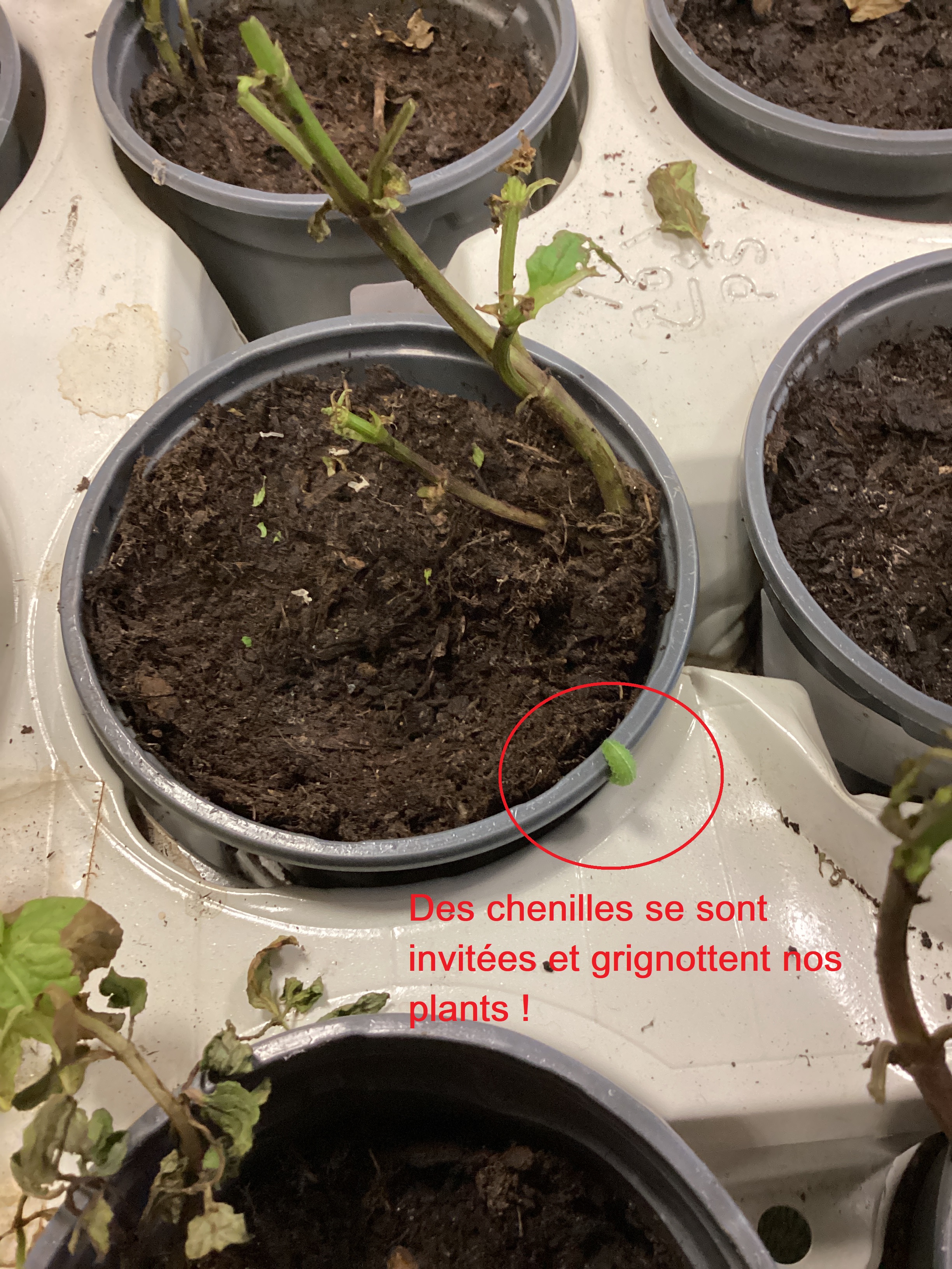 Illustration742